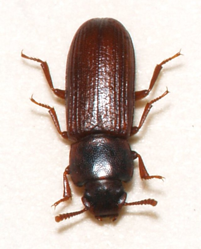 Flour Beetle